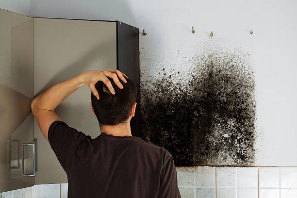 Certified Mold Removal in Cool Valley, MO